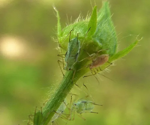 Herb Bennet Aphid - photo 5