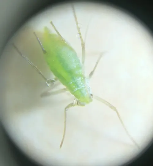 Herb Bennet Aphid - photo 6