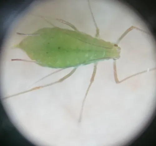 Herb Bennet Aphid - photo 7