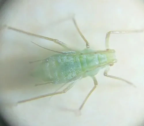 Herb Bennet Aphid - photo 8