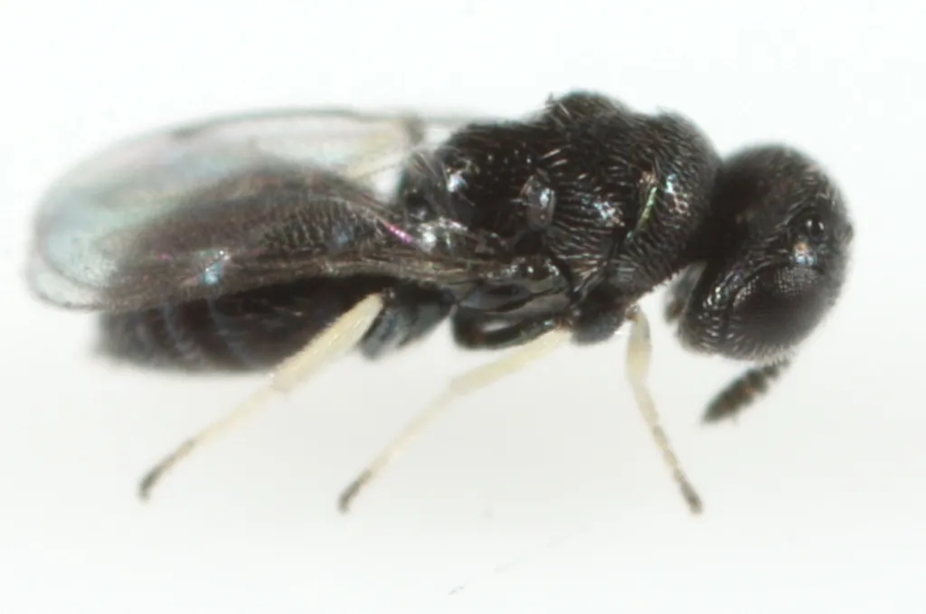 Herbertiidae - photo 3