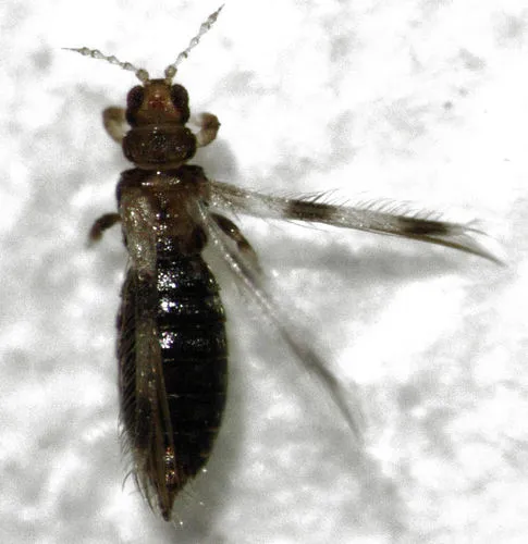 Banana silvering thrips