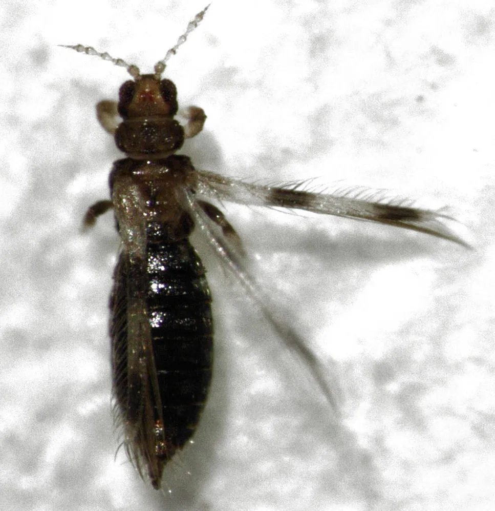 Banana silvering thrips - photo 2