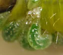Hercus fontinalis - Hercus fontinalis