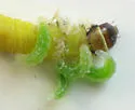 Hercus fontinalis - photo 2