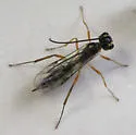 Hercus fontinalis - photo 4