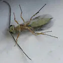 Hercus fontinalis - photo 5
