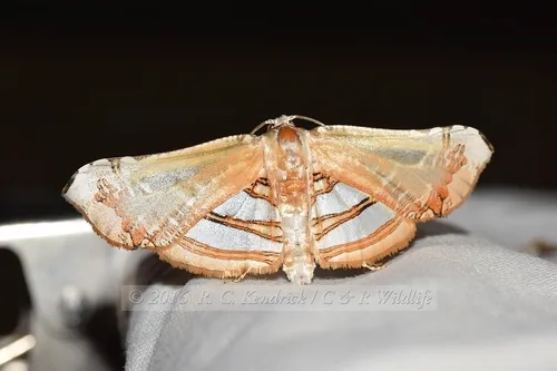 Herdonia hainanensis