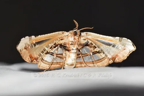 Herdonia hainanensis - photo 5