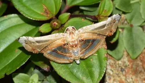 Herdonia hainanensis - photo 6