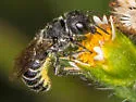 Heriades carinata - Heriades carinata