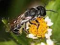 Heriades carinata - photo 2