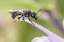 Heriades carinata - photo 3
