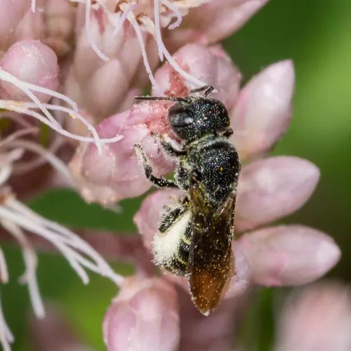 Heriades leavitti