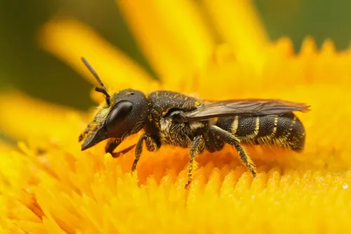 Large-headed Armoured-Resin bee