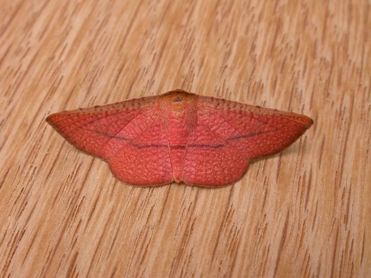 Herimba pyrrhata - photo 3