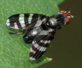 Herina frondescentiae