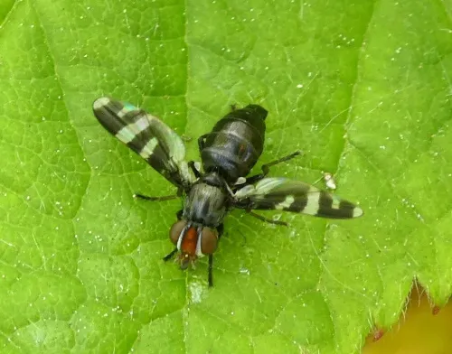 Herina frondescentiae - photo 2