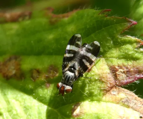 Herina frondescentiae - photo 3