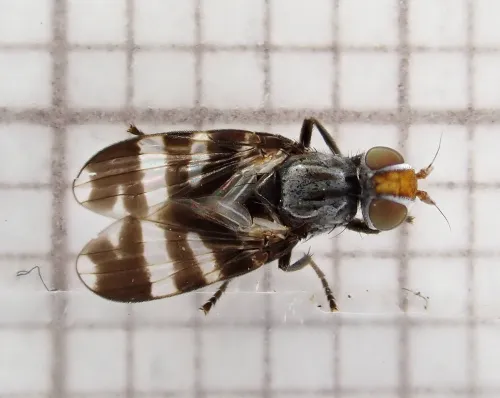 Herina frondescentiae - photo 4