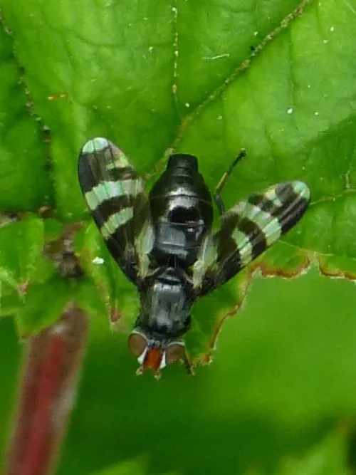 Herina frondescentiae - photo 6