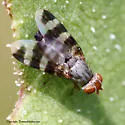 Herina narytia