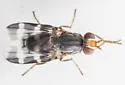 Herina ruficeps