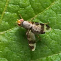 Herina ruficeps - photo 3