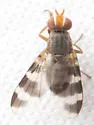 Herina ruficeps - photo 4