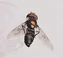 Heringia salax