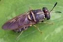 Hermetia chrysopila