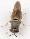 Hermetia chrysopila - photo 2