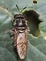 Hermetia chrysopila - photo 3