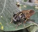 Hermetia chrysopila - photo 4