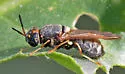 Hermetia chrysopila - photo 5
