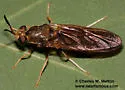 Hermetia concinna