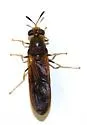 Hermetia concinna - photo 2