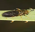 Hermetia concinna - photo 4