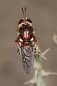 Hermetia hunteri