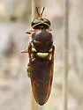 Hermetia hunteri - photo 3