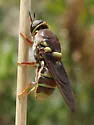 Hermetia hunteri - photo 4
