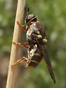 Hermetia hunteri - photo 5