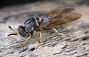 Hermetia melanderi