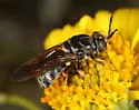Hermetia melanderi - photo 2