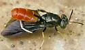 Hermetia relicta