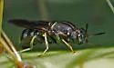 Hermetia ryckmani