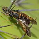 Hermetia ryckmani - photo 2
