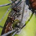 Hermetia ryckmani - photo 3