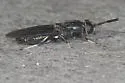 Hermetia sexmaculata