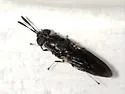 Hermetia sexmaculata - photo 5